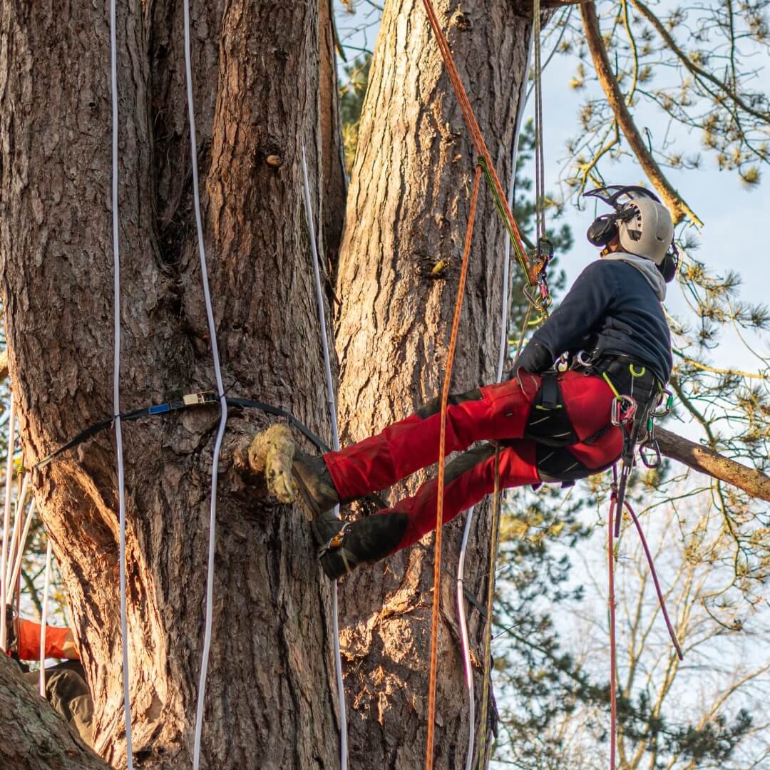 Person in harness suspended in tree.